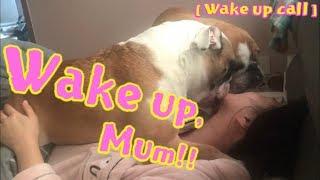 Bulldogs Morning Wake up Call ブルドッグ