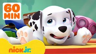 I momenti più sciocchi del PAW Patrol Marshall  Compilation di 1 ora  Nick Jr. Italia