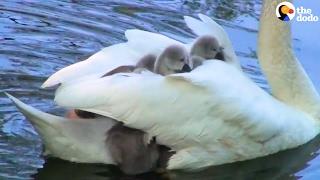 Swan Mom Carries ALL Her Babies Under Her Wing  The Dodo