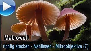 richtig stacken Nahlinsen Raynox und Mikroskopobjektive 7