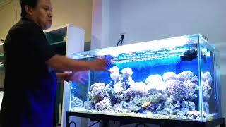 CARA MEMBUAT AQUARIUM AIR LAUT UNTUK PEMULA