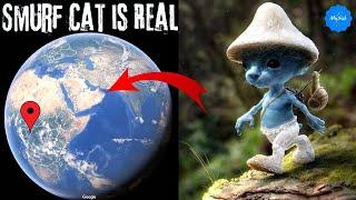 I found Smurf Cat  in Real on Google Earth  #smurfcat #mystisk