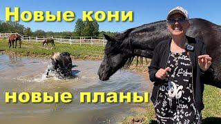 Про новых коней и новые планы.