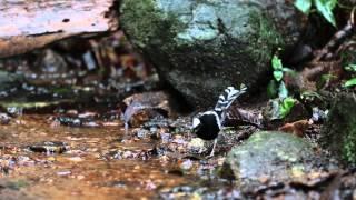 エンビシキチョウ（White-crowned Forktail）の糸引きの高音のさえずり