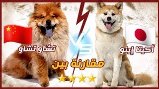 مقارنة شاملة بين الأكيتا إينو VS و تشاو تشاو   Chow Chow VS Akita Inu