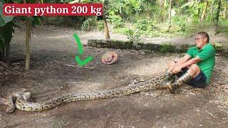 Brave young man caught a 200 kg giant snake