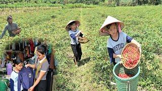 Mother and daughter harvest chili peppers goes to the market sell - Pet care  Hà Tòn Chài