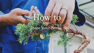 Bonsai for Beginners Shaping and Wiring a Juniper bonsai  Wazakura Japan