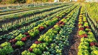 Companion Planting VS. Interplanting Differences Examples and Strategies for Both