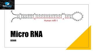 MicroRNA miRNA
