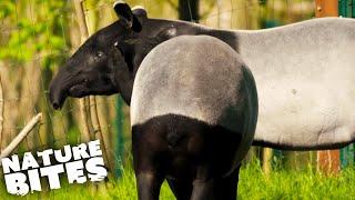 Malayan Tapirs Struggle to Mate  The Secret Life of the Zoo  Nature Bites