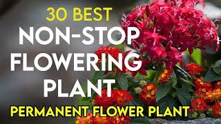 30 best permanent flowering plants in India  nonstop flowering plants  perennial flower plants