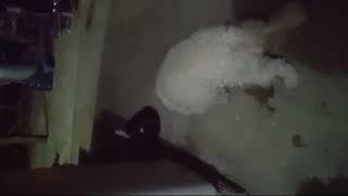 dog having sex  a cat