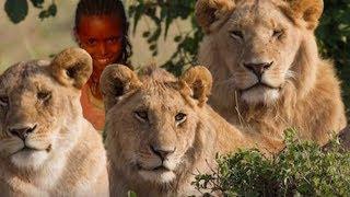 12 jähriges Mädchen wird entführt - Löwen retten das Mädchen vor den Verbrechern