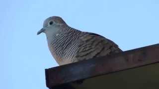 Zebra Dove singing