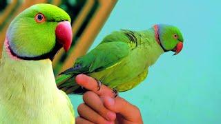 طوطی پښتو خبری کوي   My Parrote Speak Pashto