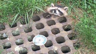 Poor Raccoon Rescued After Getting Head Stuck In Grate Of Storm Drain