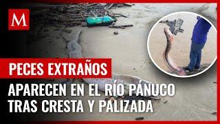 Aparecen peces extraños en el río Pánuco tras cresta y palizada