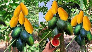 Great Techniques of Grafting Papaya Fruit Watermelon fruit with Various fruit   Best Videos