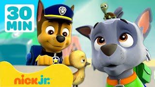 Patrulha Canina  Quando os Animais Invadem a Torre de Observação  30 Minutos  Nick Jr.