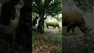very dengerous animal attack satakosia forest #viral#animals#youtubeshorts#shorts