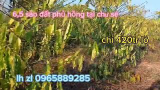 đất vườn phủ hồng .dt 65 sào tại h chư sê .giá 420tr lô .lh 0965889285