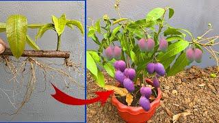 How to propagate mango from cutting-crafting idea mango get the best fruit