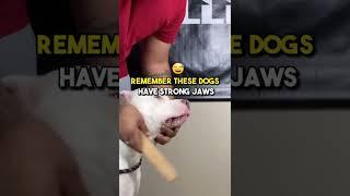 How to open a Pit bulls Locking Jaws #shorts