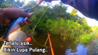 Bikin Lupa Pulang Mancing Ikan Lais