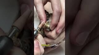 How To Trim a Box Turtle Beak By A Vet