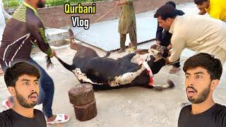 Qurbani Vlog  Zohaib Sabir Vlogs