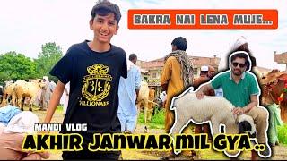 Biggest Cow mandi 2023  bakra mandi vlog