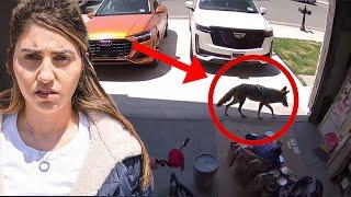 We Found a Coyote in our House *security footage*