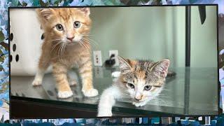 Foster Kitten Livestream S9 E36 - June 27 2024