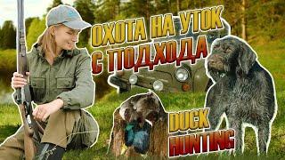 Охота на уток с подхода девушка охотник  duck hunting girl hunter