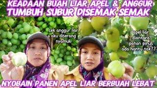 KEADAAN BUAH LIAR APEL & ANGGUR DI SEMAK2 BERBUAH LEBAT‼️ UDAH MULAI PANEN BUAH LIAR APEL nich..