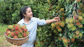 Mother and daughter cooking  Harvest Rambutan fruit and cooking - Countryside life TV