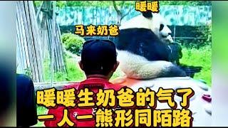 Dad came from Malaysia to see it but the giant panda Nuannuan ignored him！痛心！暖暖生马来奶爸的气了，也不理奶爸了。