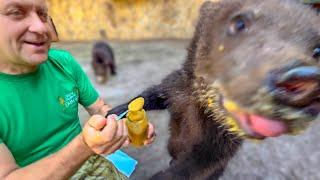 Медведь это ГРОЗНЫЙ ЗВЕРЬ тут он мило кушает мед и тут же НАПАДАЕТ на тебя без предупреждения