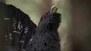 The Bizarre Grouse of the Scottish Highlands  BBC Earth