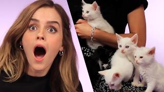 Emma Watson Plays With Kittens While Answering Fan Questions