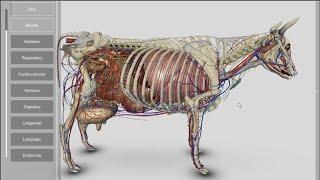 3D Bovine Anatomy v2.00a