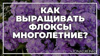 Как выращивать флоксы многолетние?  toNature.Info