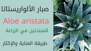 صبار الالو ارستاتا Aloe aristataوطرق العناية والاكثار