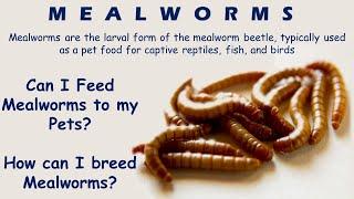 Tasty Healthy and Budget Pet feed - Mealworms  How to breed and care Mealworms   Basic Guide