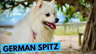 German Spitz - TOP 10 Interesting Facts