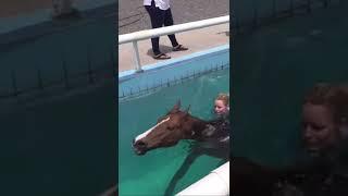 Swimming my horse bareback and without bridle