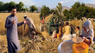 Wheat in Afghanistan  Lalpora Nangarhar  د غنمو لو