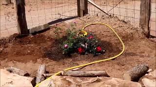 Mothers Day roses in the desert. OR How to work around angry ants