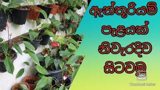 ඇන්තූරියම් පැළයක් නිවැරදිව සිටවමු‍‍  how to plant Anthurium in sinhala  Anthurium wagawa